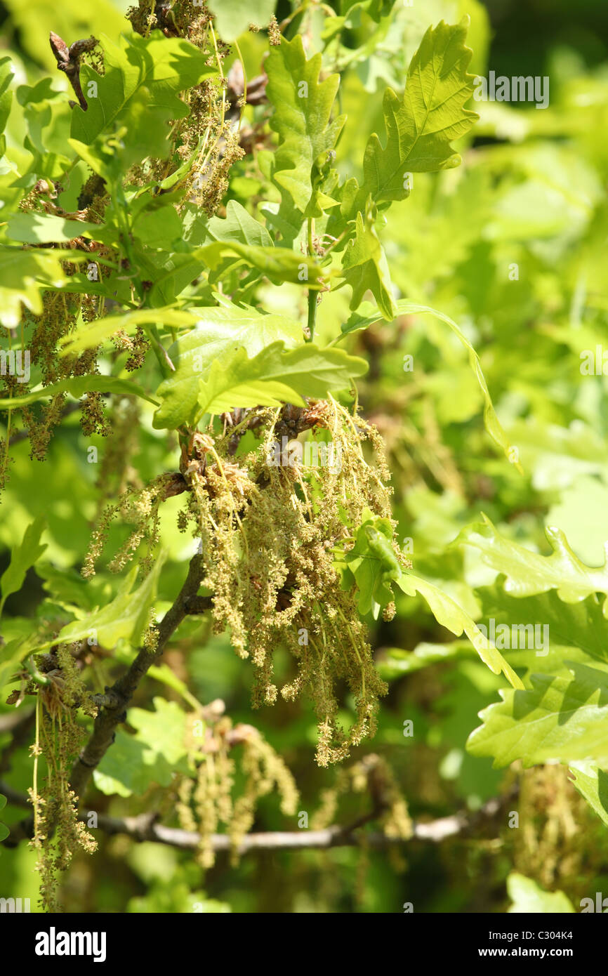 Il amenti - fiori maschili della Rovere (Quercus petraea) durante i primi anni di primavera. Posizione: Maschio Karpaty, Slovacchia. Foto Stock