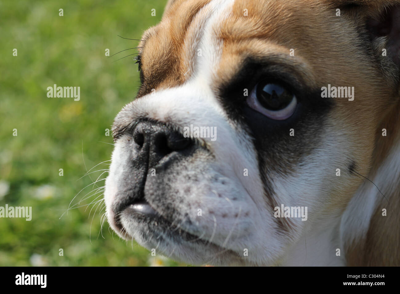 Cucciolo di bulldog Foto Stock