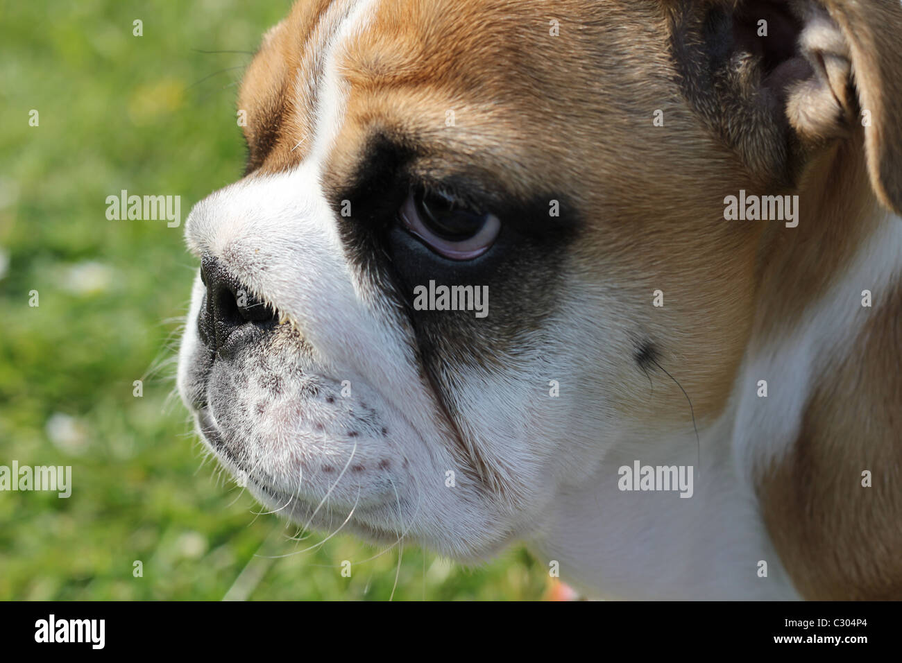 Profilo del bulldog Foto Stock