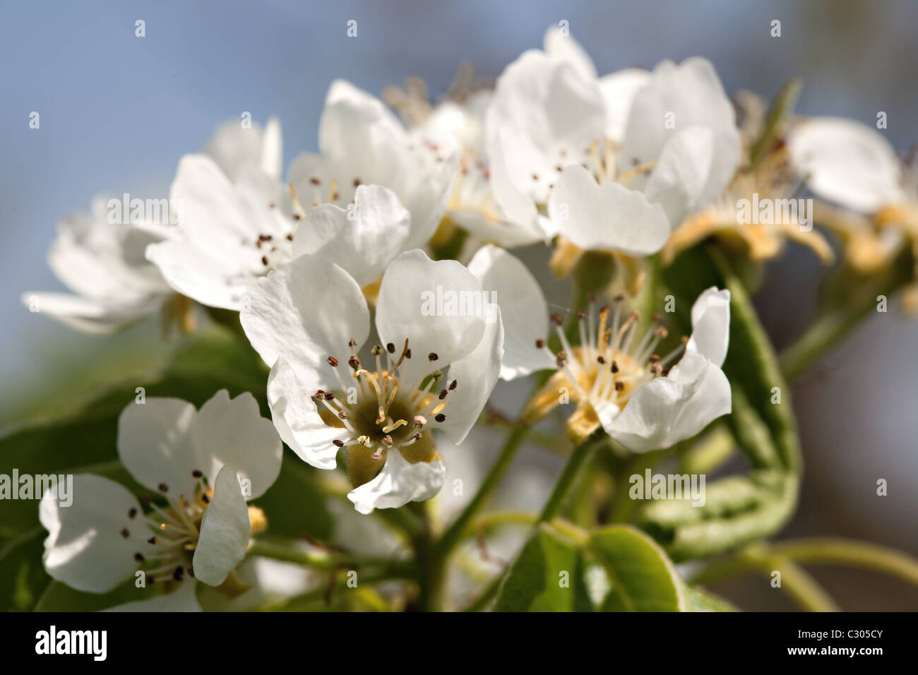 La molla di fiori di ciliegio,Shallow Dof. Foto Stock