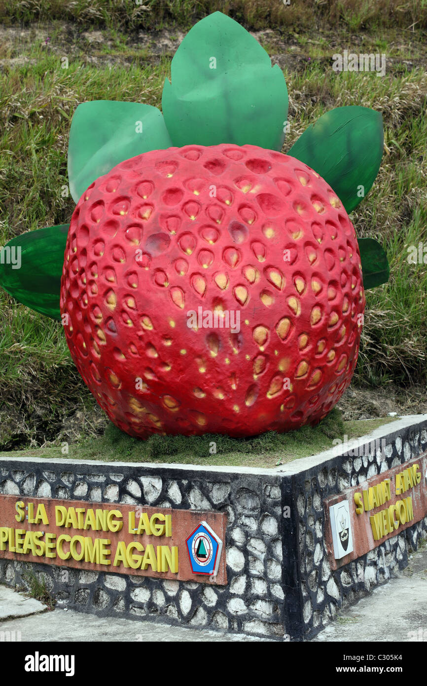 Fragola gigante sul confine di Pahang e Kelantan. Foto Stock