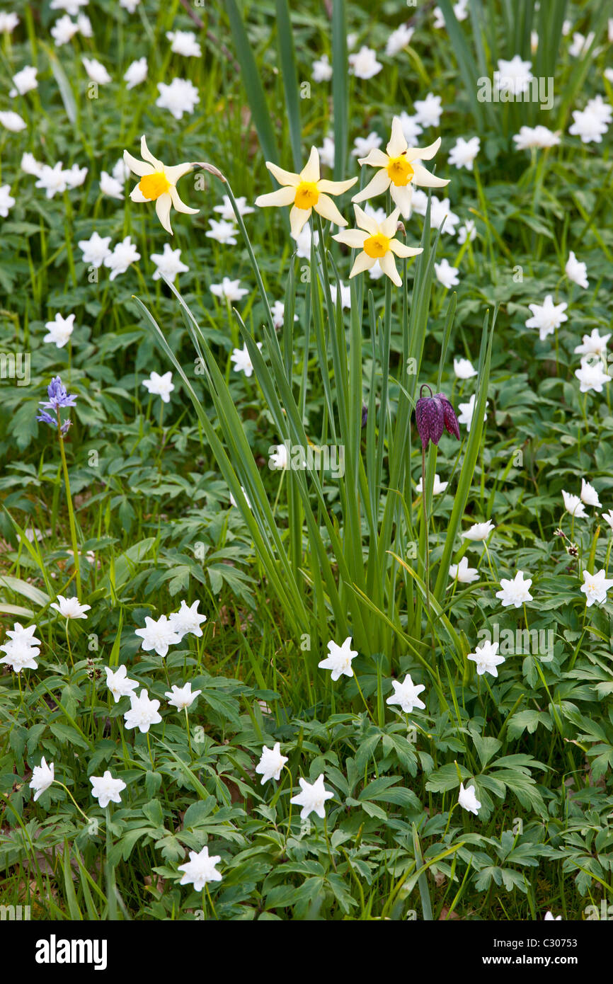 La primavera e l'estate fiori perenni, snakeshead fritillary, narcisi, bluebell in un giardino in Cornovaglia, England, Regno Unito Foto Stock