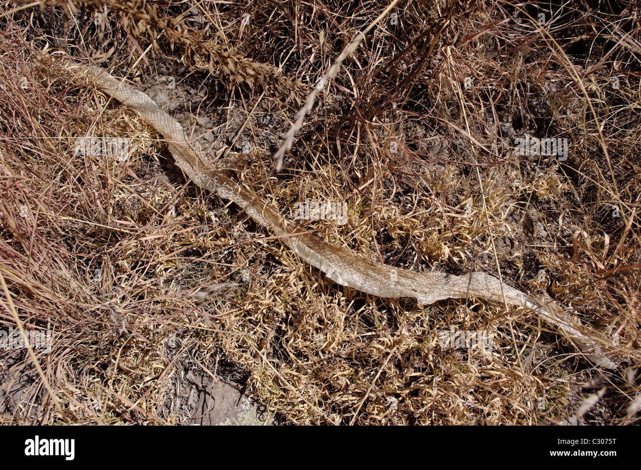 Vuota la pelle di serpente nel Messico centrale Foto Stock