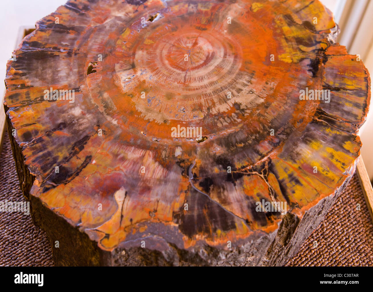 Vista in sezione del registro pietrificato - Arizona, Stati Uniti d'America Foto Stock