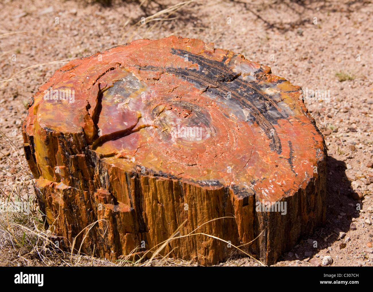 Vista in sezione del registro pietrificato - Arizona, Stati Uniti d'America Foto Stock