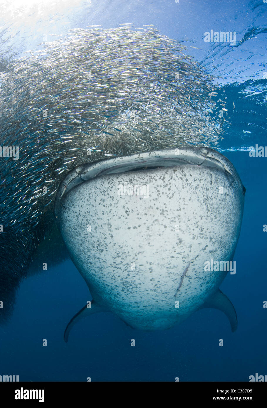 Squalo balena (Rhincodon typus) alimentazione su baitball di silversides Foto Stock