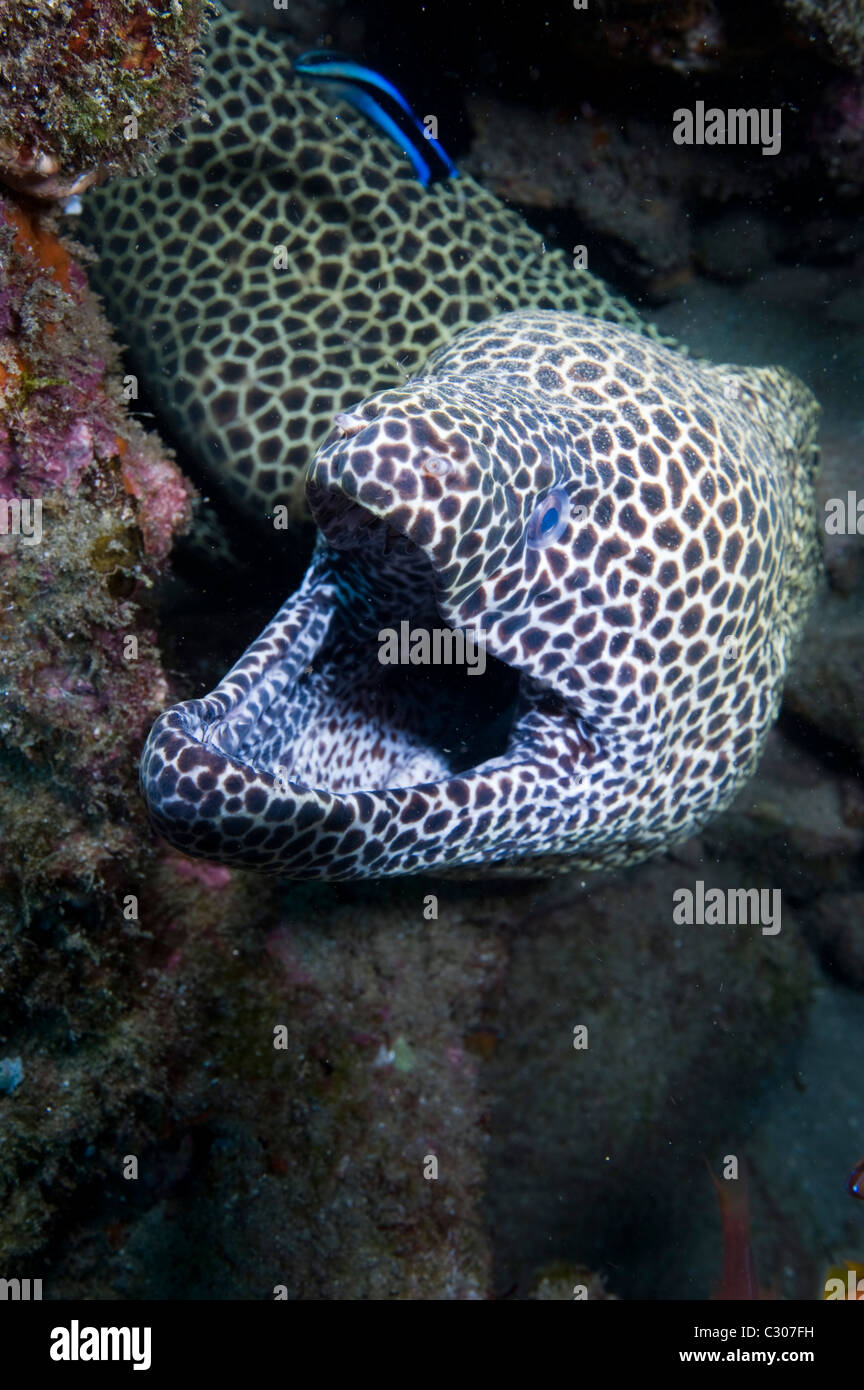 Nido morey anguilla, Baia di Sodwana potete, Sud Africa, Oceano Indiano Foto Stock