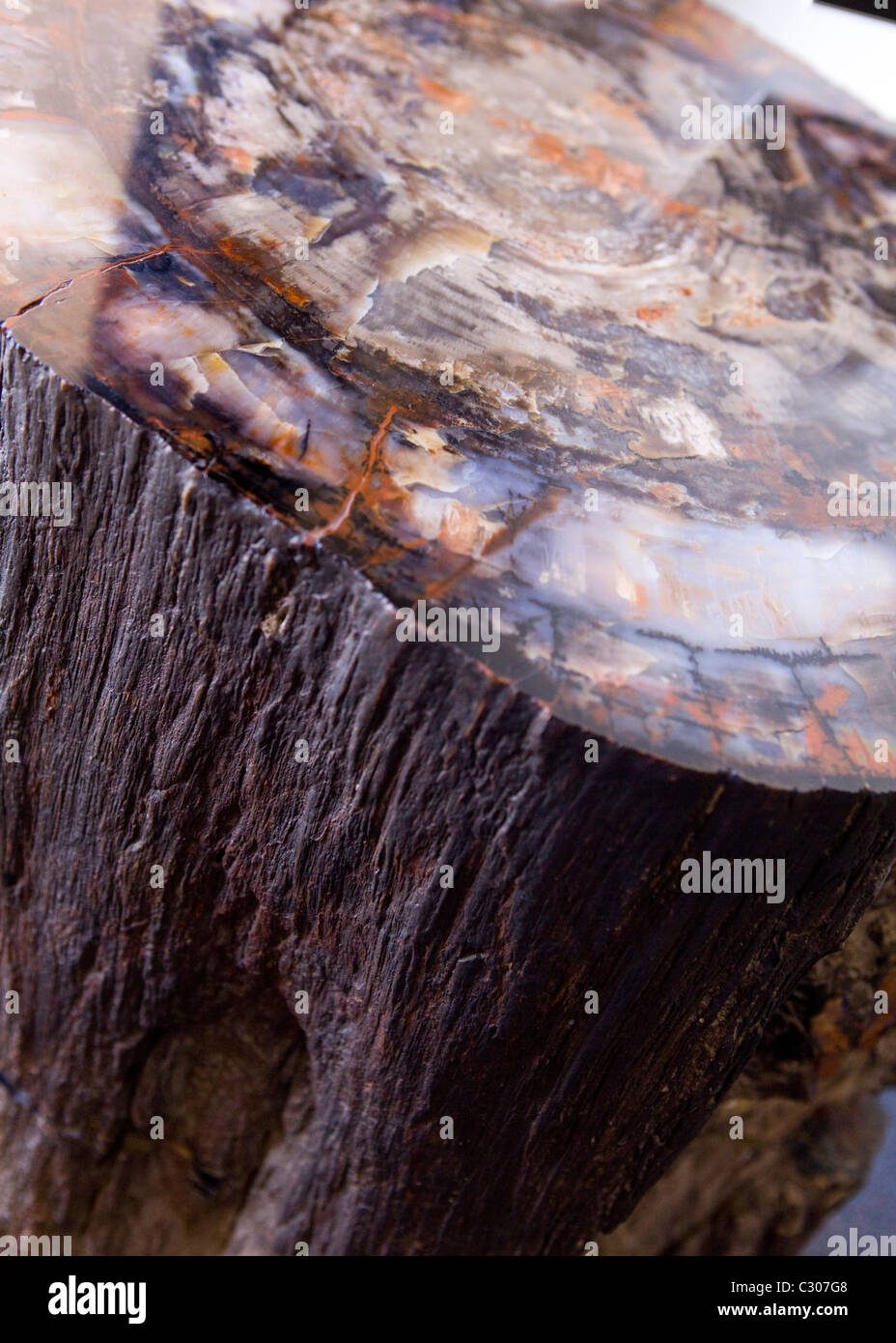 Vista in sezione del registro pietrificato - Arizona, Stati Uniti d'America Foto Stock