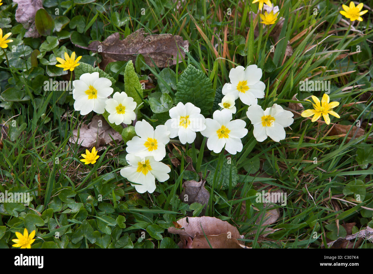 La primavera e l'estate siepe di fiori selvaggi Primrose, Primula vulgaris, Lesser Celandine, ed erba in Cornovaglia, England, Regno Unito Foto Stock