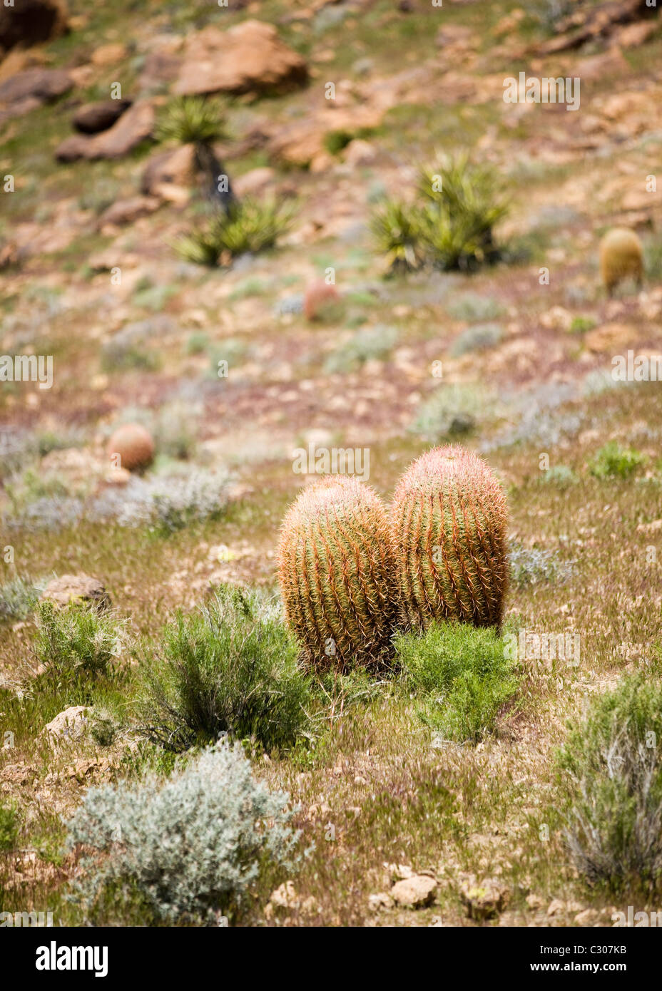 Campo di canna Cactus, CALIFORNIA, STATI UNITI D'AMERICA Foto Stock