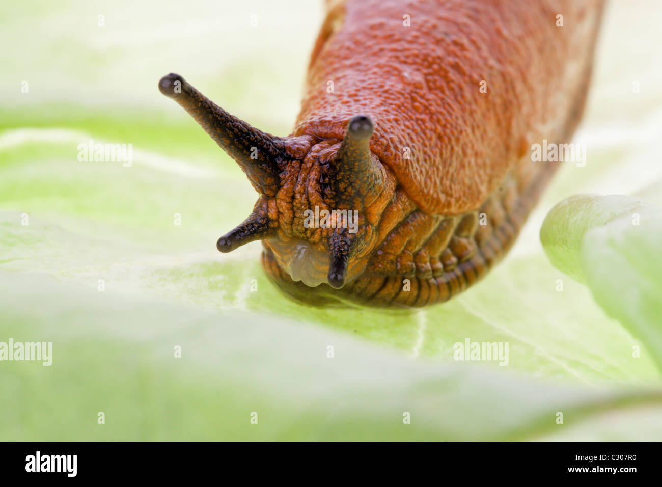 Slug sulla foglia di lattuga Foto Stock