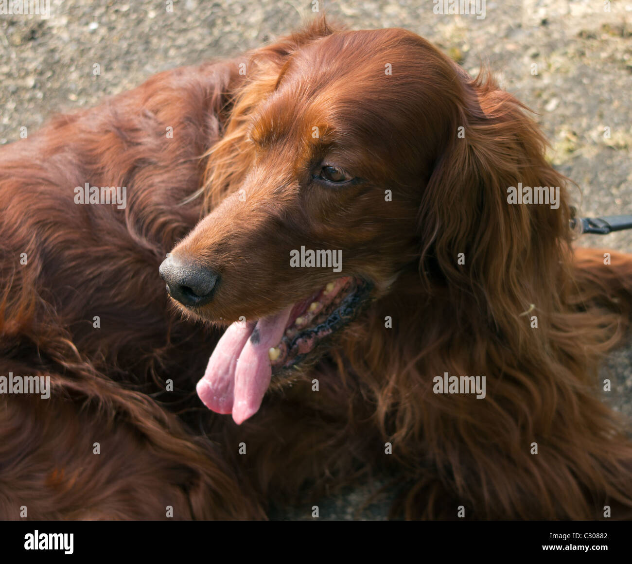 Le razze del cane rosso Setter Foto Stock