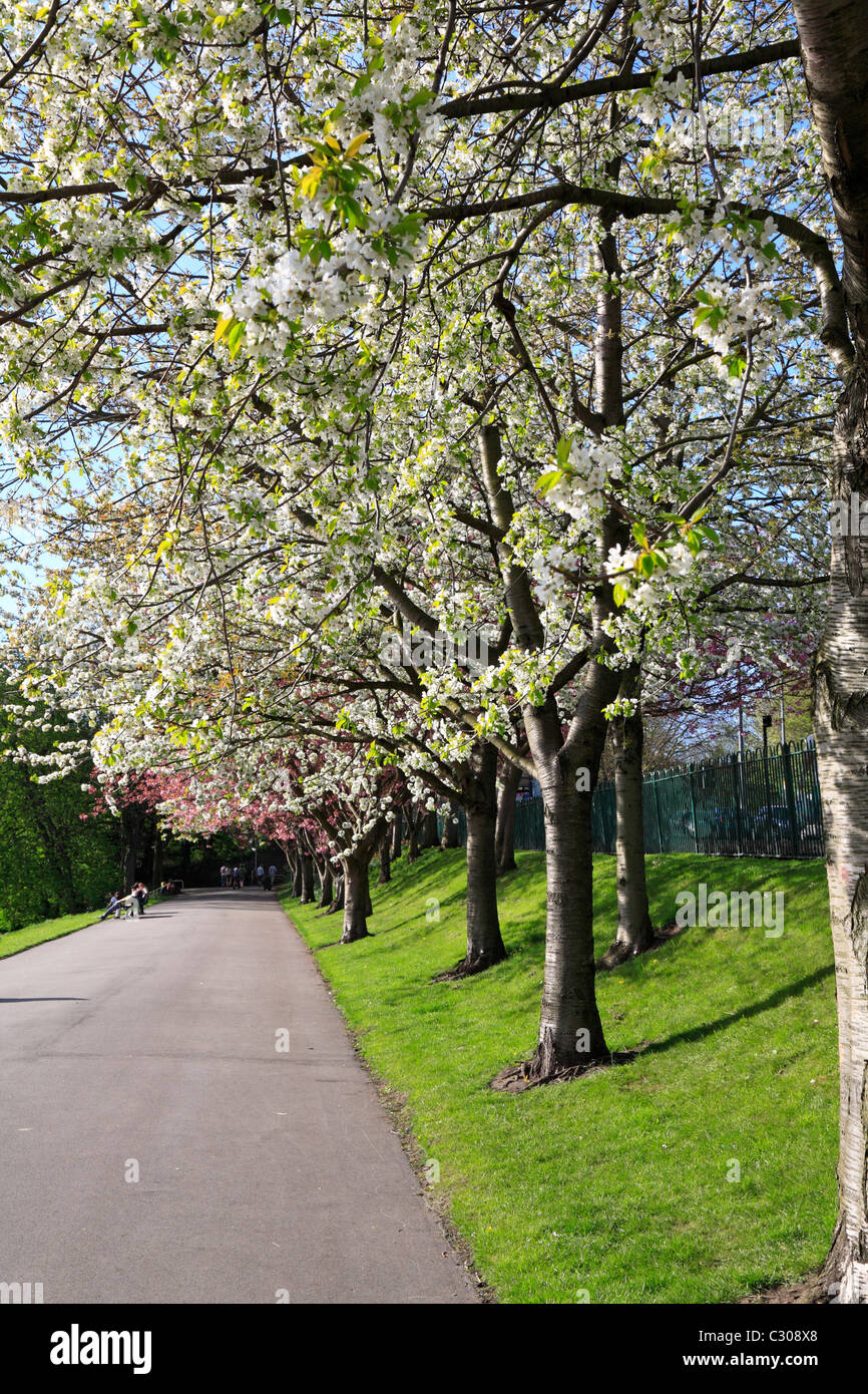 Alberi in fiore nella valle di Crookes Park, Sheffield South Yorkshire, Inghilterra, Regno Unito. Foto Stock