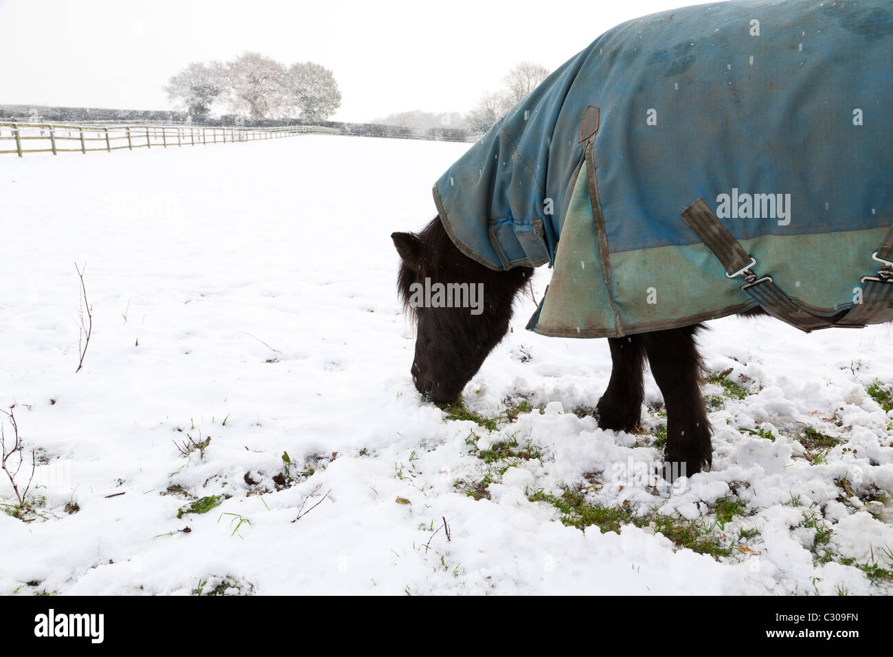 Una scena invernale di un pony nero in un affluenza alle urne blu rug in cerca di erba in una coperta di neve campo Foto Stock