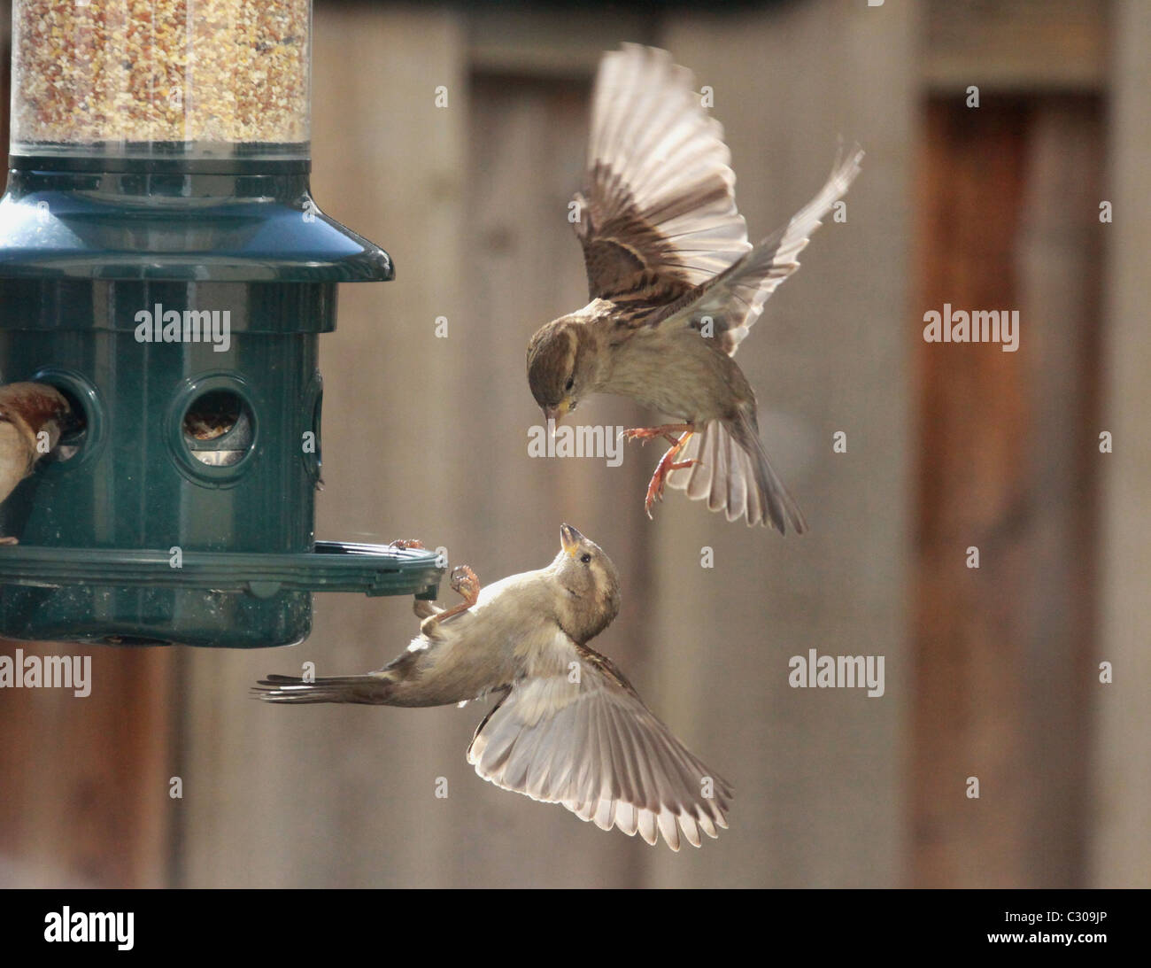 Uccelli, passeri, inverno, seme di uccelli, concorrenza Foto Stock