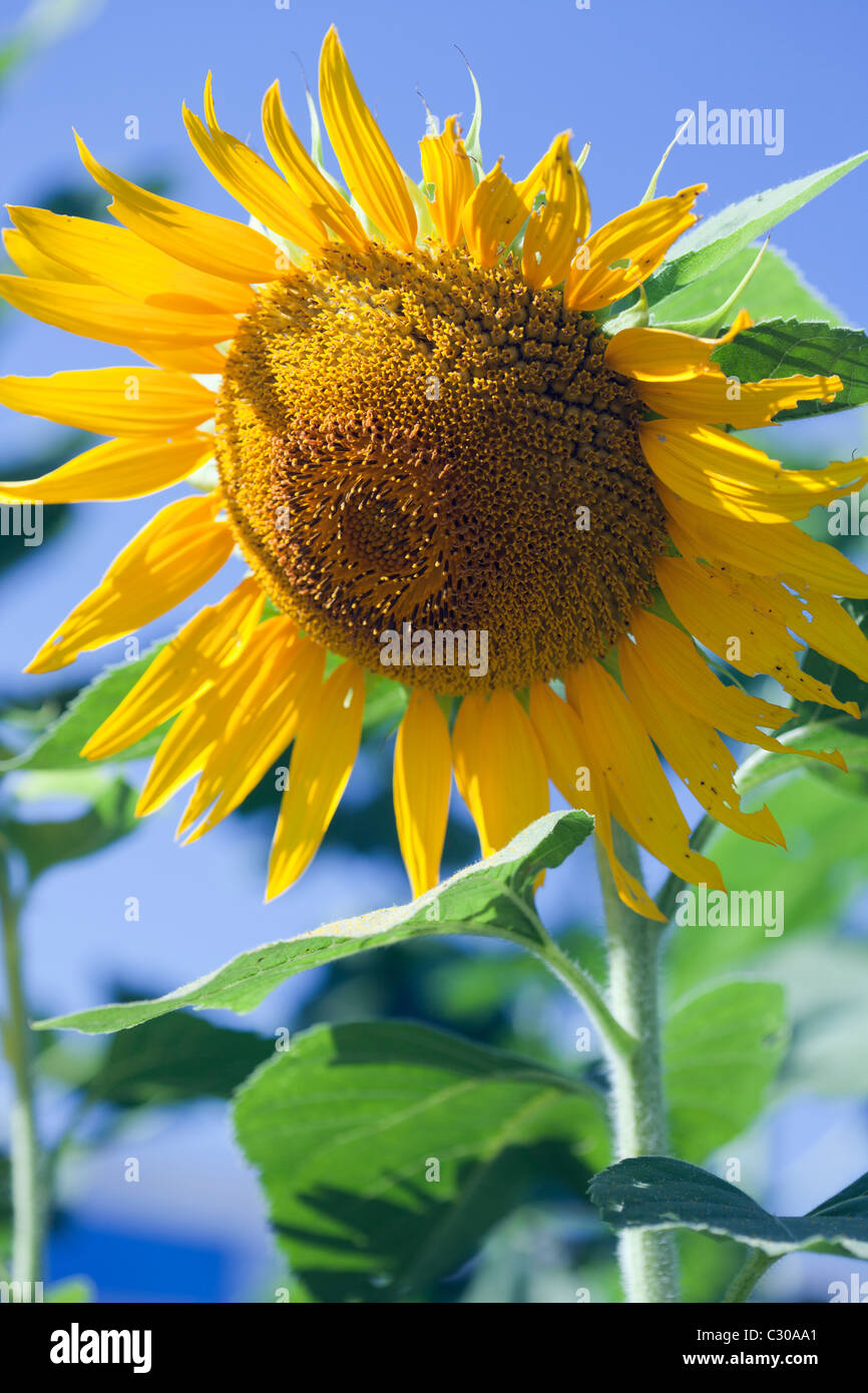 Un grande giallo girasole con un cielo blu sullo sfondo Foto Stock