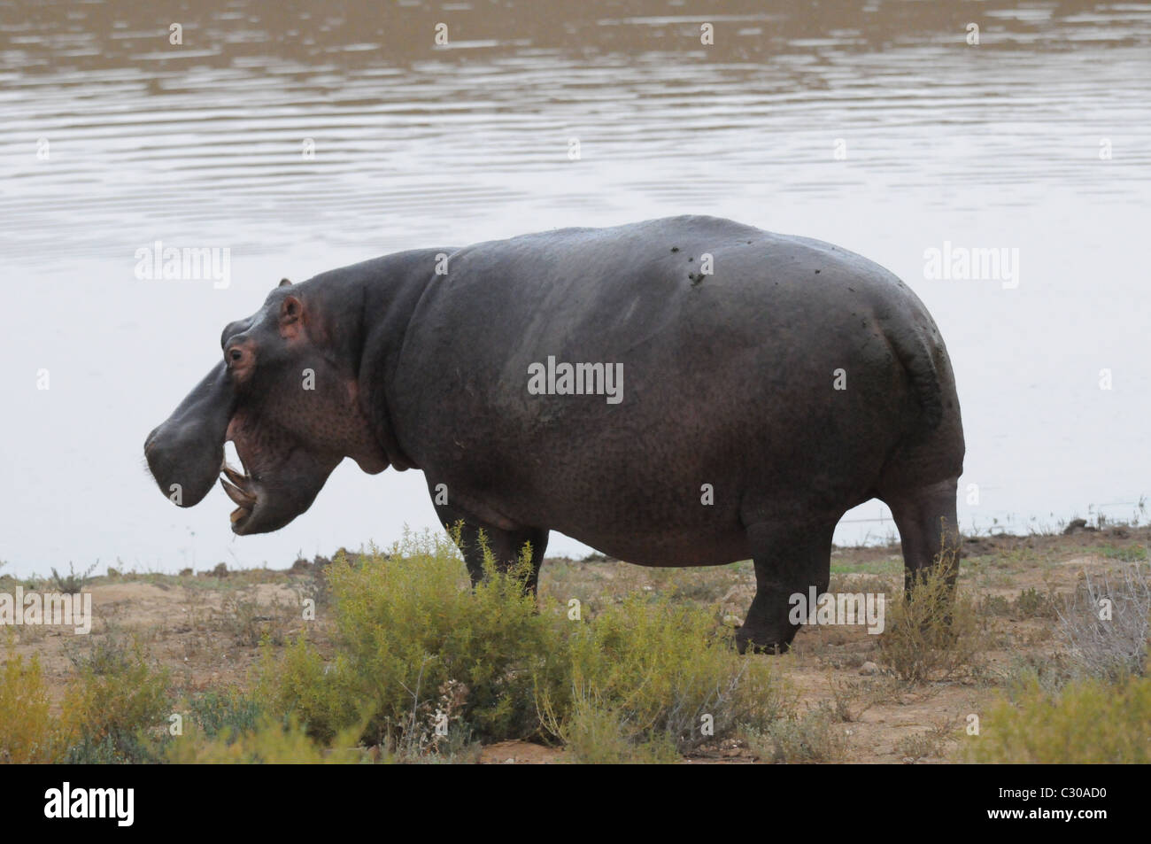 Hippo su terra, pascolo di Ippona Foto Stock