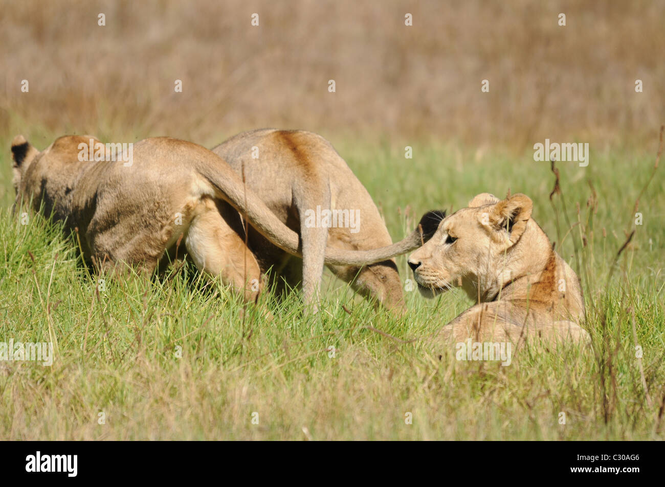 Giovani leoni la riproduzione, i Lions in campo, Foto Stock