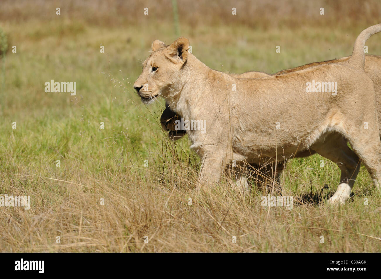 Giovani leoni la riproduzione, i Lions in campo, Foto Stock