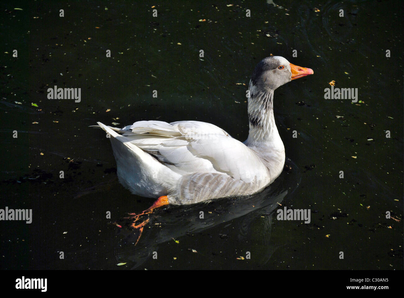 Oca Bianca,Norfolk Foto Stock