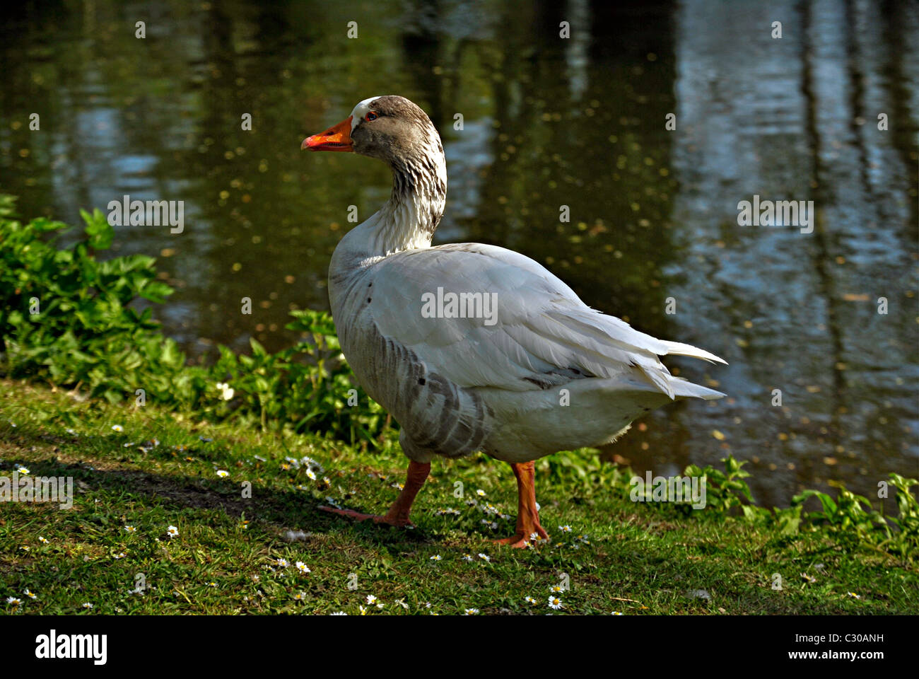 Oca Bianca,Norfolk Foto Stock