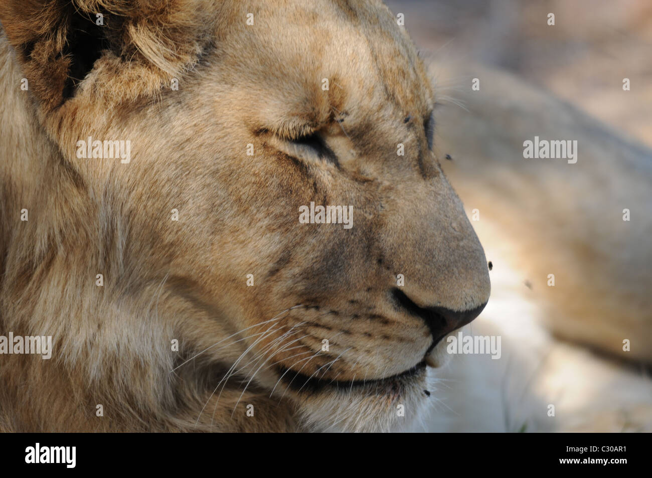 Ritratto del leone Foto Stock