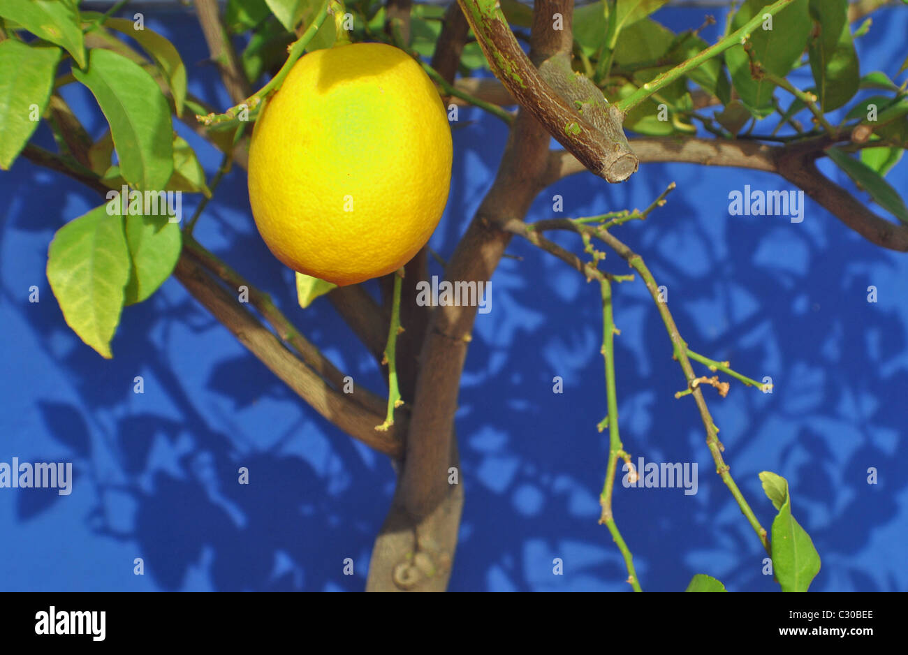 Limone sull'albero Foto Stock