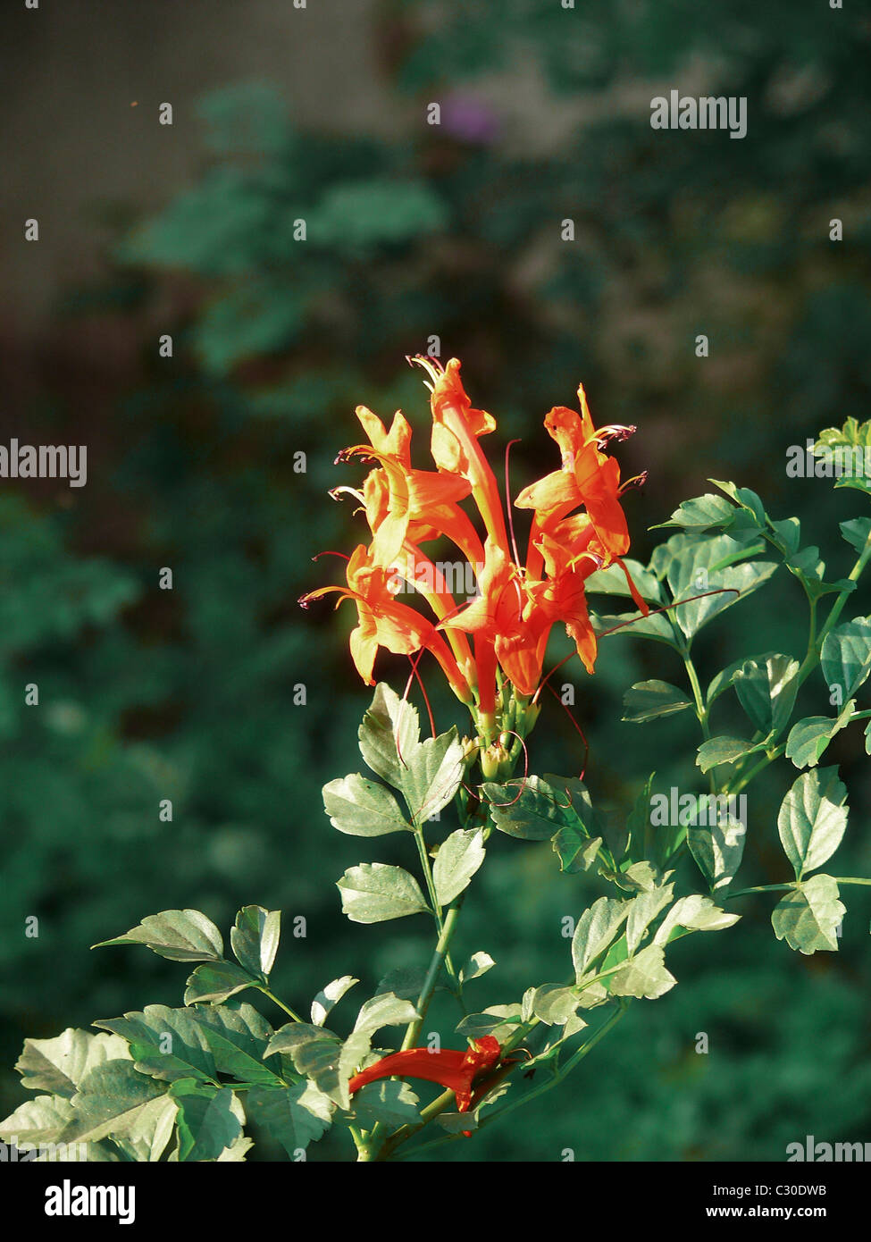 Fiori di Tecomaria capensis Foto Stock