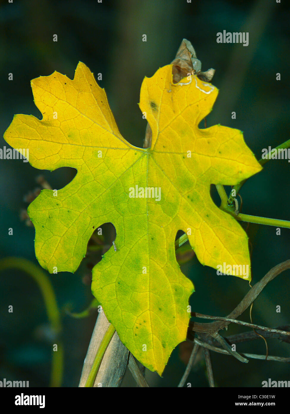 Foglia di una zucca amara, Momordica Charantia Foto Stock