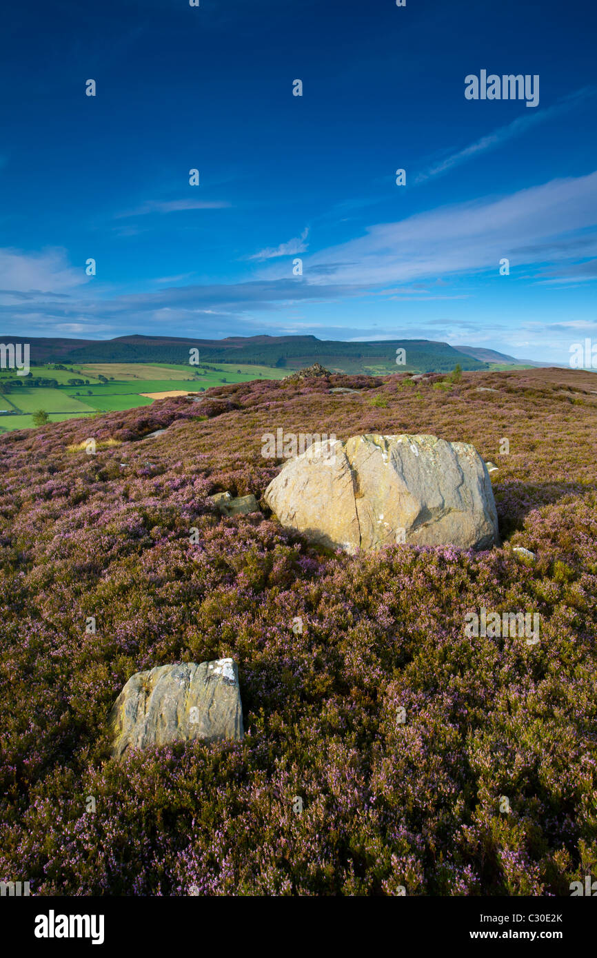 Inghilterra, Northumberland, Rothbury. Fioritura heather sul open moorland noto come le terrazze Rothbury Foto Stock