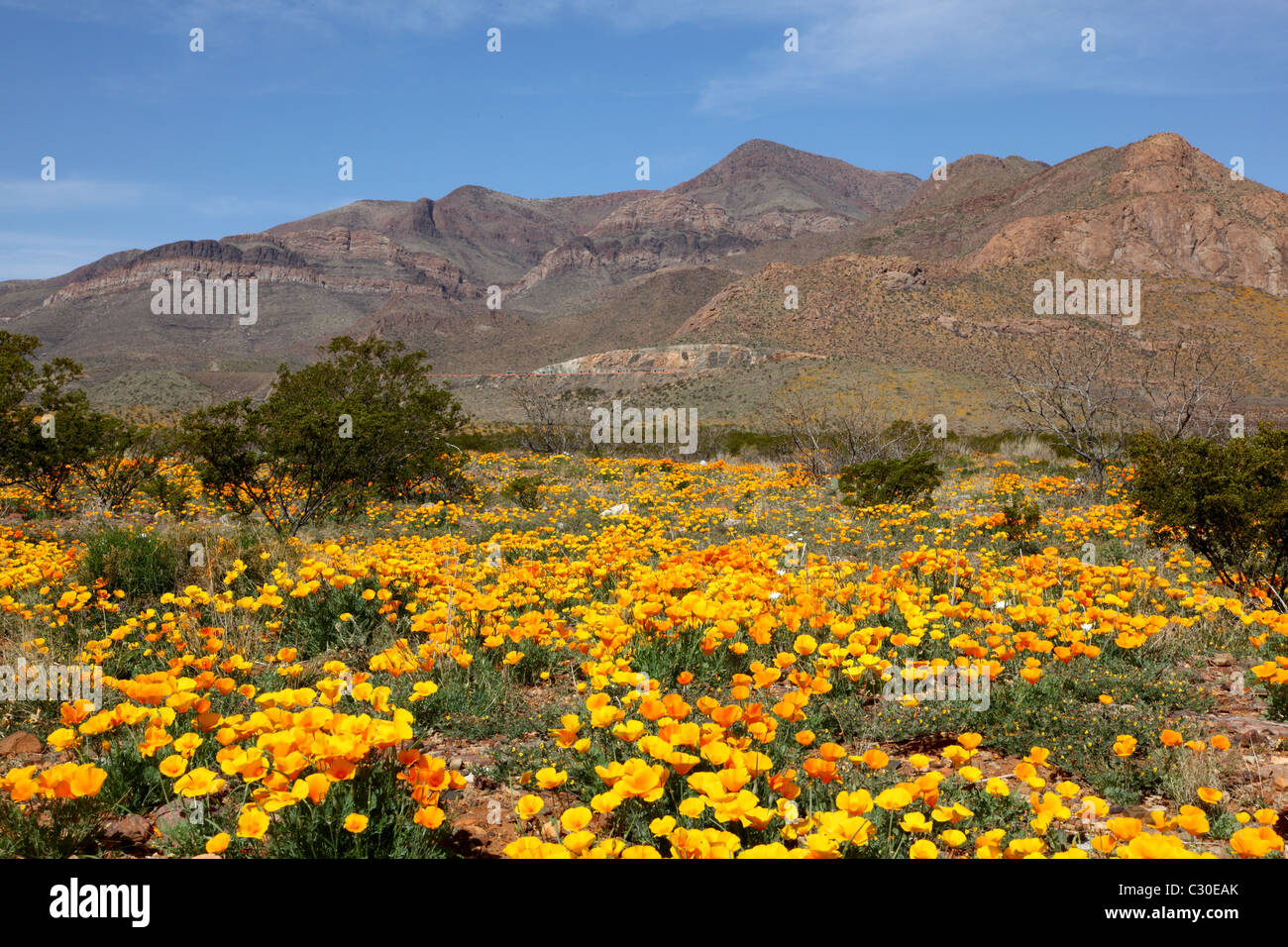 Papaveri nel deserto di El Paso, Texas in primavera Foto Stock