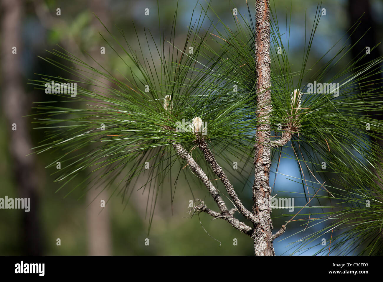 Peccio rami di alberi a grande canneto National Park, Beaumont, Texas, Stati Uniti Foto Stock