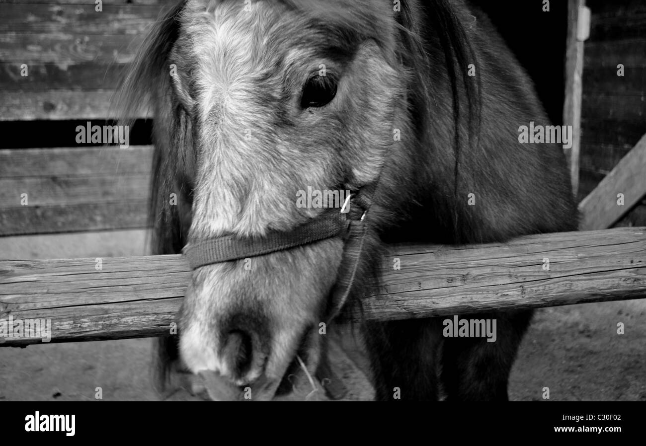 Pony guardando fuori del recinto per bestiame Foto Stock