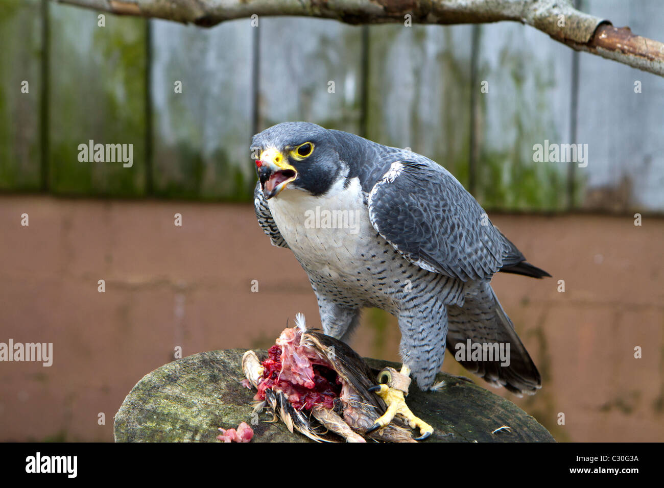 Il Falco Pellegrino Falco Peregrinus Alimentazione Su Un