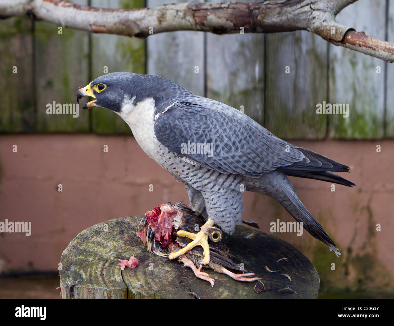 Il Falco Pellegrino Falco Peregrinus Alimentazione Su Un