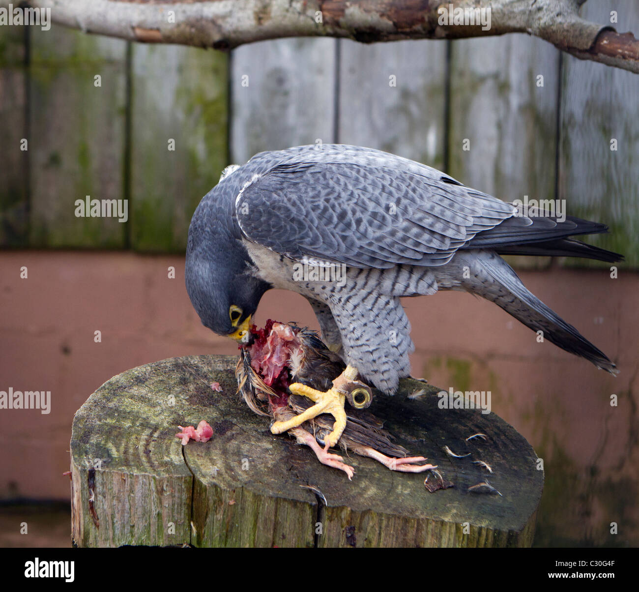 Il Falco Pellegrino Falco Peregrinus Alimentazione Su Un