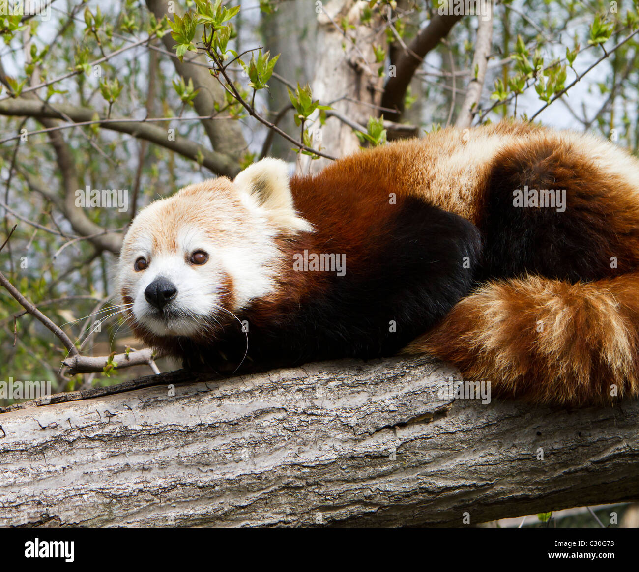 Il panda rosso Ailurus fulgens o shining-cat. Mammifero Arboree dell'Himalaya e Cina. Foto Stock