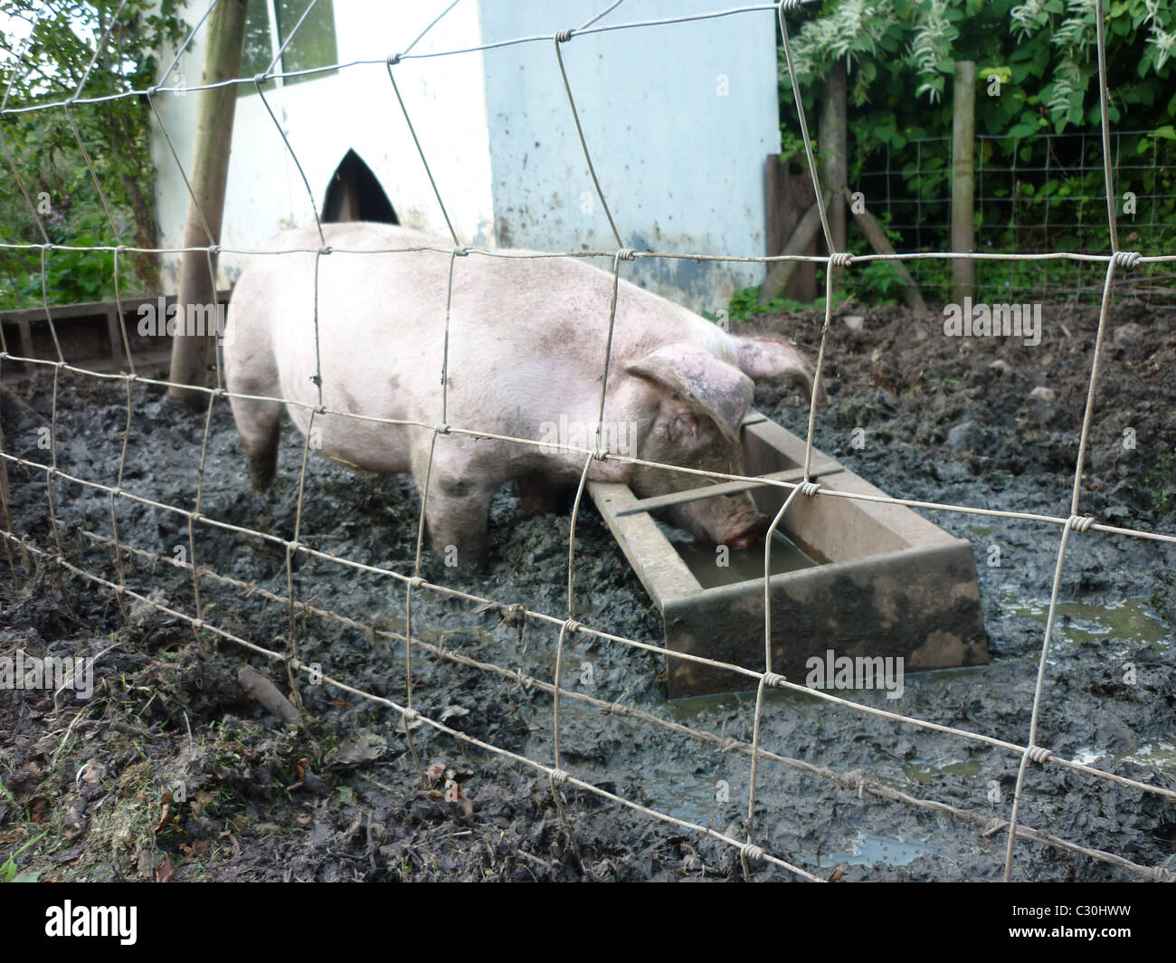 Maiale nel fango Foto Stock