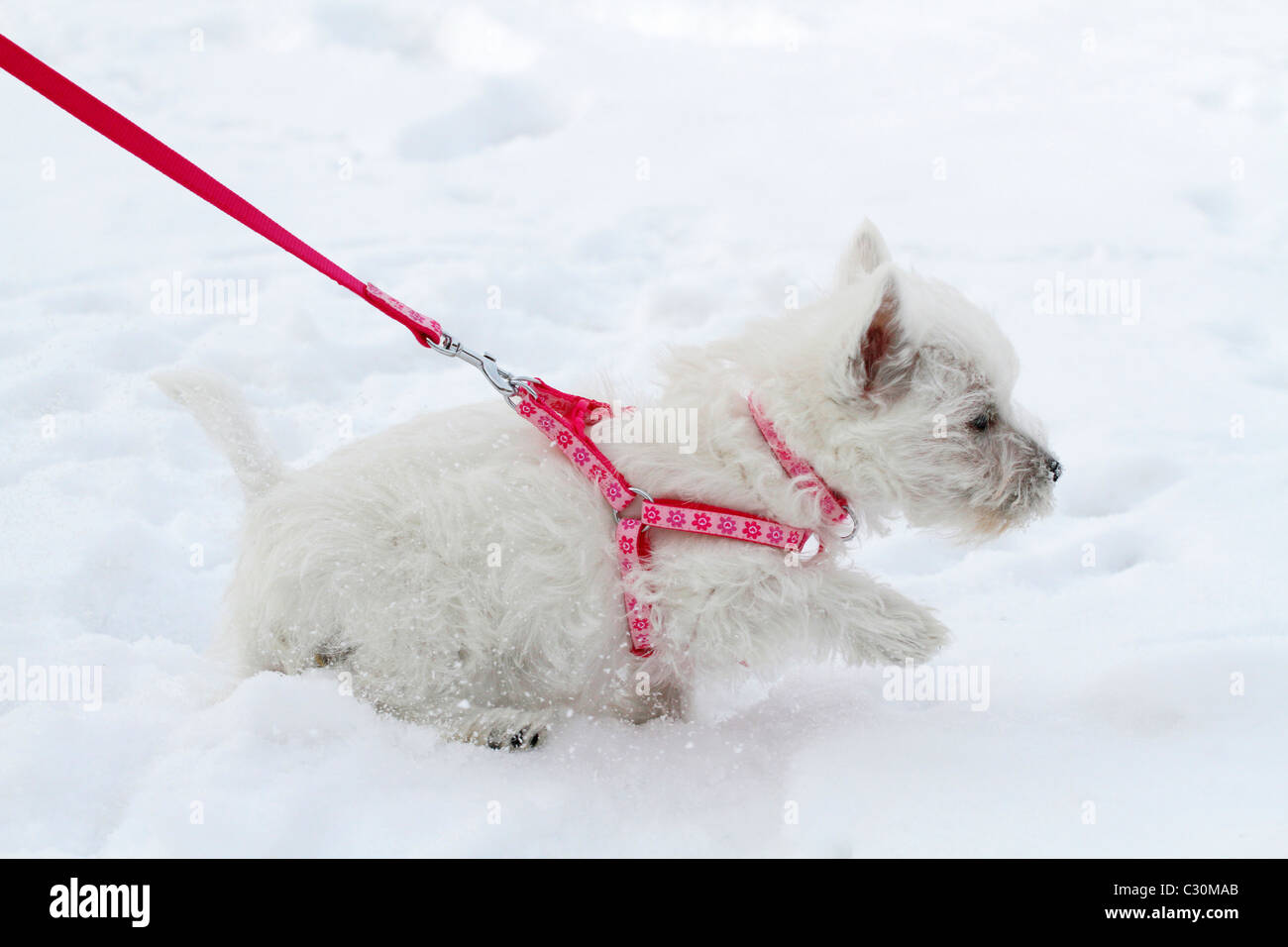 West Highland Terrier cucciolo nella neve Foto Stock