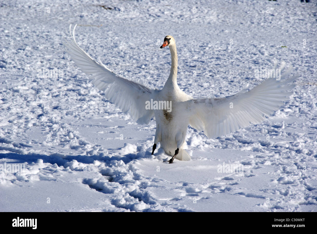 Il White Swan Foto Stock