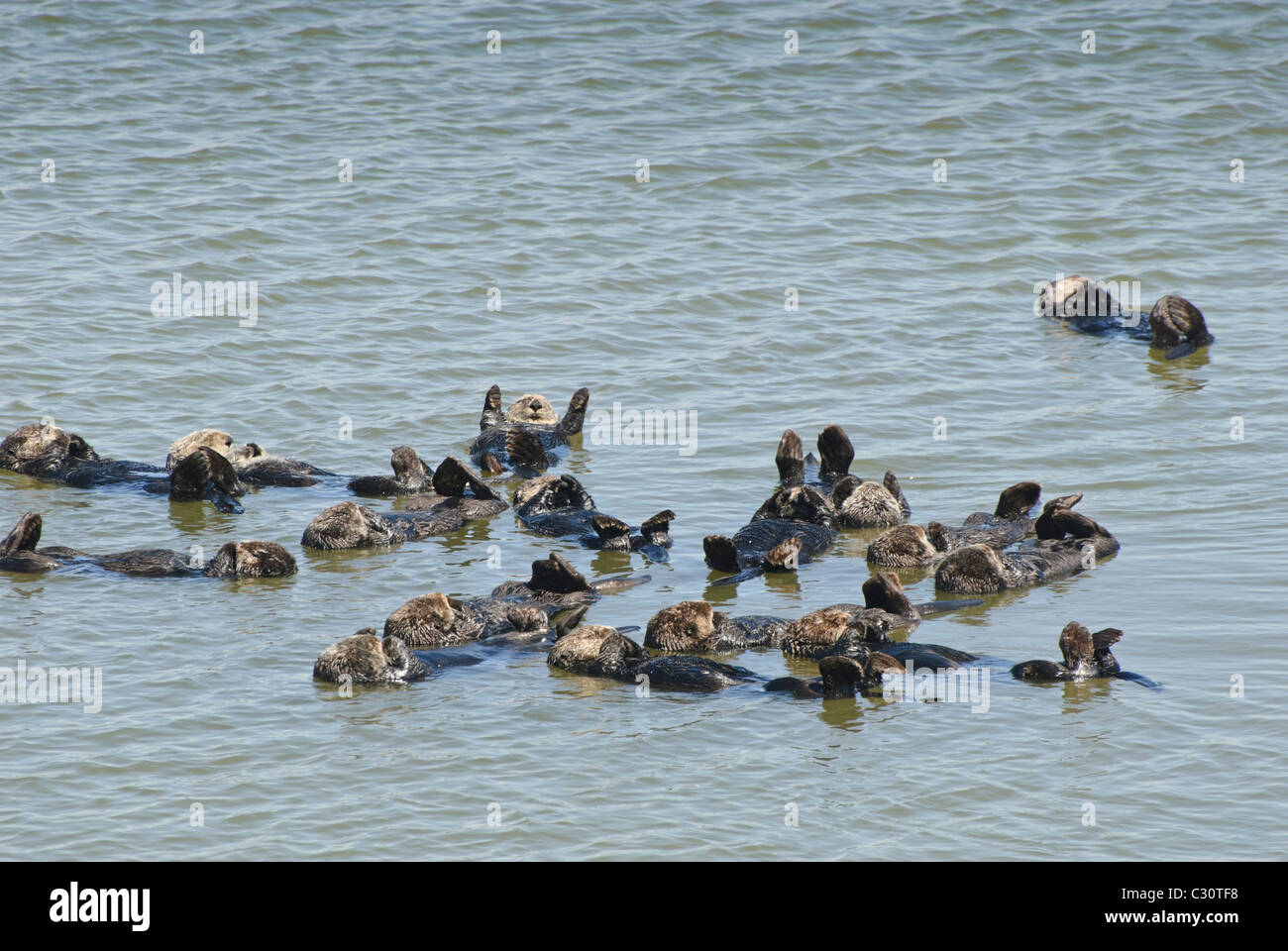 Un grande gruppo di Lontra di mare (Enhydra lutris) situato in Elkhorn Slough a Moss Landing, California. Foto Stock