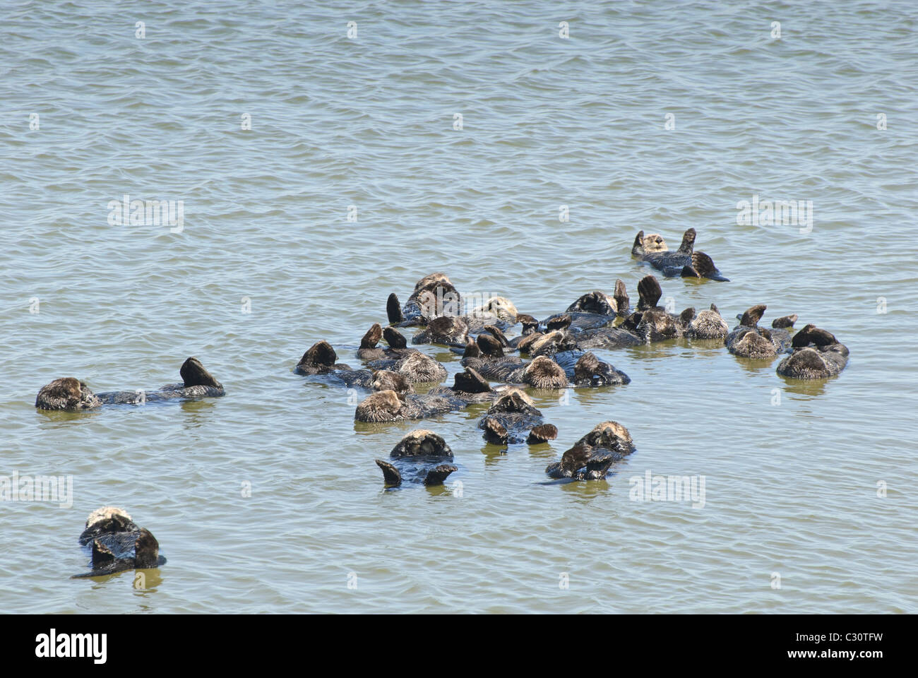 Un grande gruppo di Lontra di mare (Enhydra lutris) situato in Elkhorn Slough a Moss Landing, California. Foto Stock