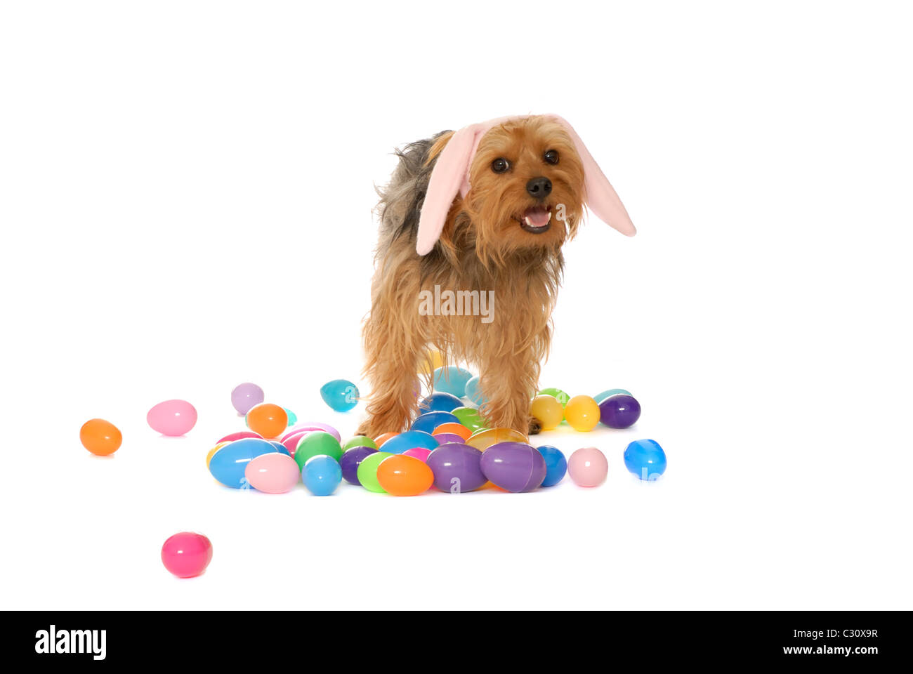 Yorkshire Terrier cane indossando orecchie di coniglietto, circondato da uova di Pasqua Foto Stock