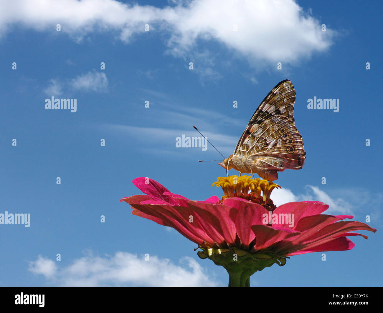 Butterfly (verniciato di Lady) sul fiore oltre il cielo blu Foto Stock