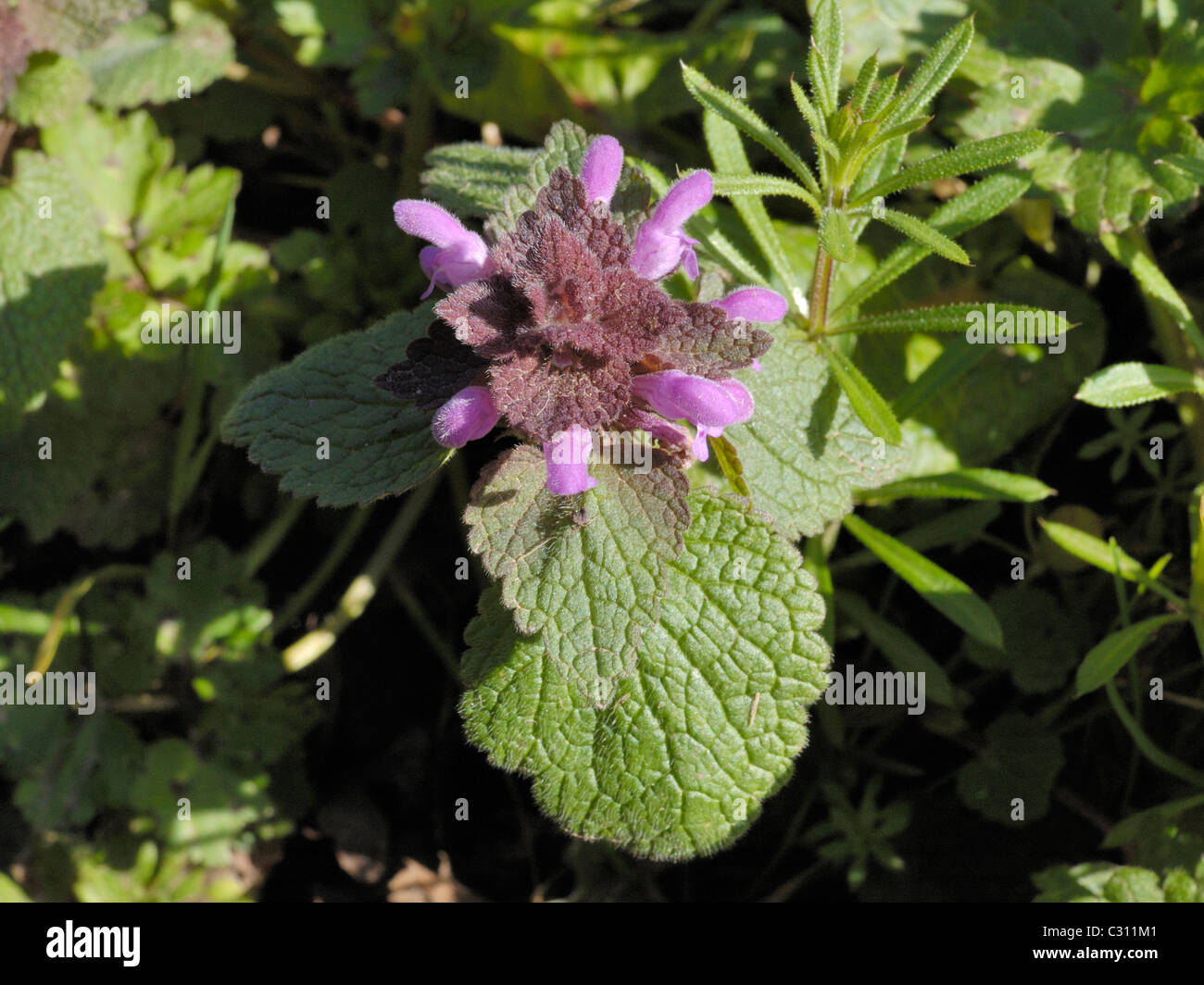 Red Dead-ortica, Lamium purpureum Foto Stock