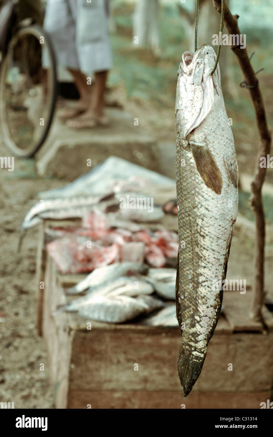 Snakehead in vendita in sri lanka lato strada Foto Stock