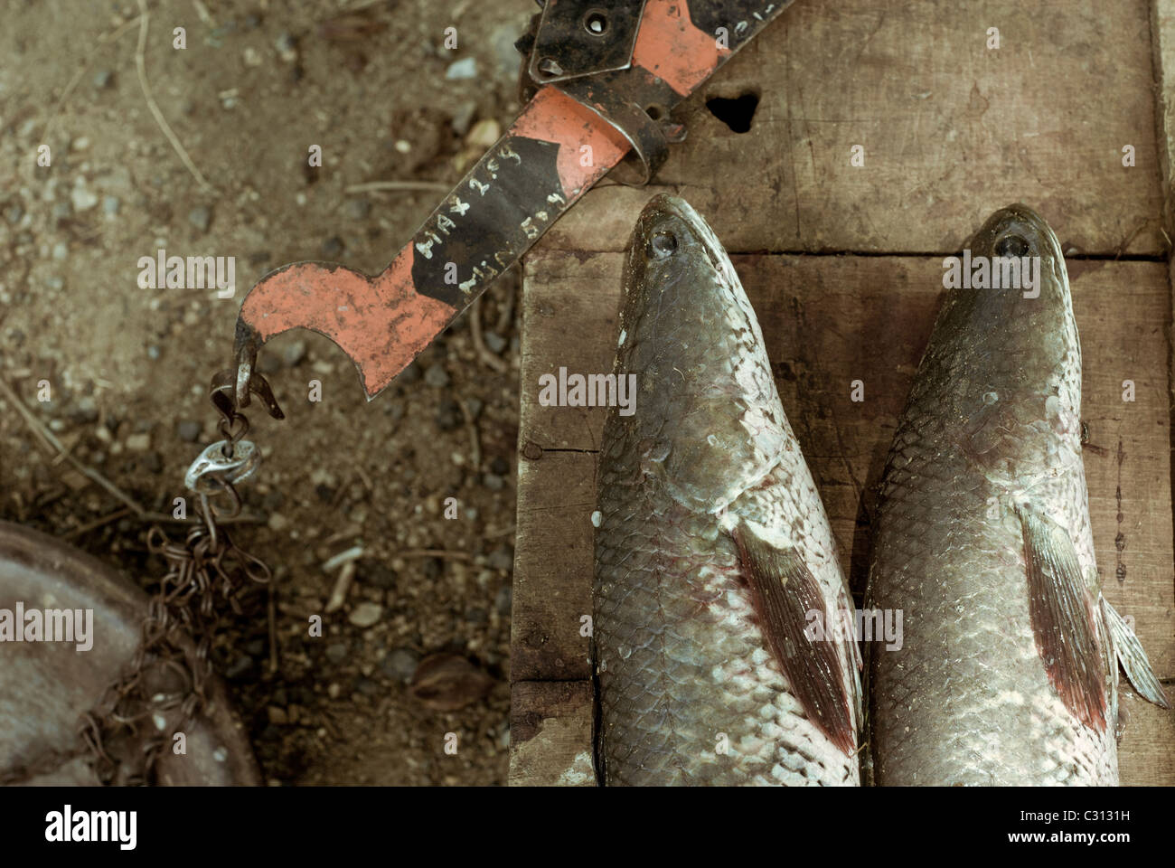 Snakehead in vendita in sri lanka lato strada Foto Stock