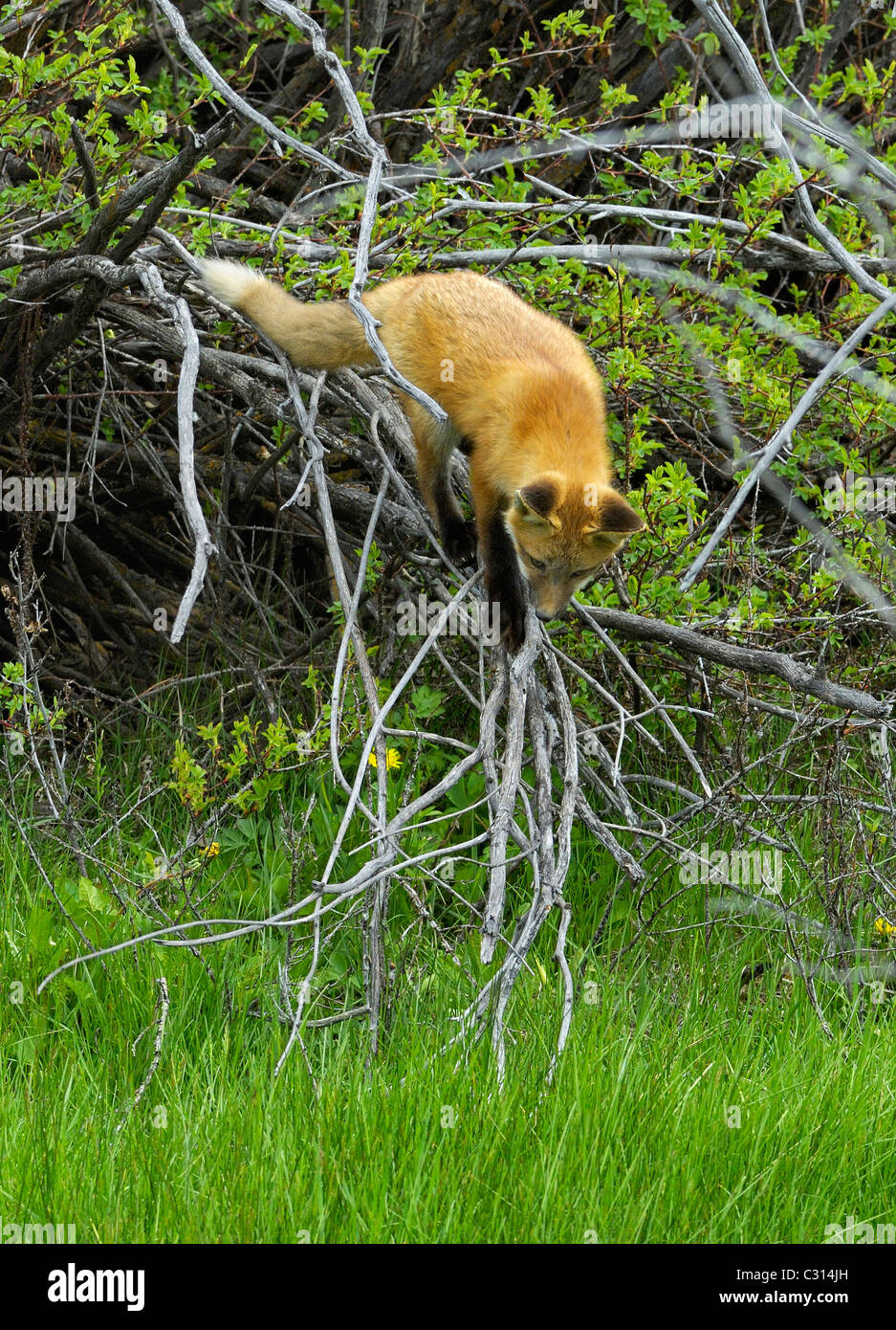 Tree Climbing red fox baby Foto Stock