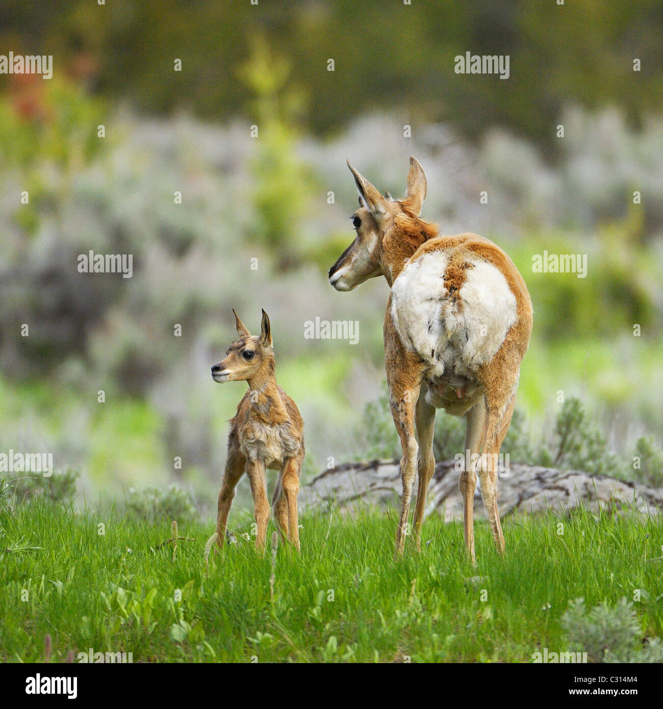 Pronghorn madre e fawn Foto Stock