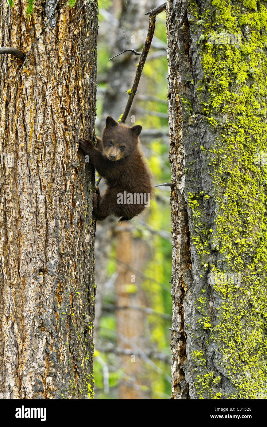 Grandi alberi piccolo orso Foto Stock
